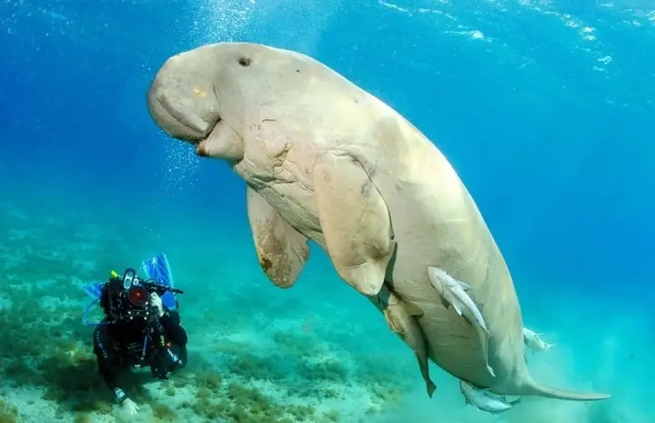 Dugong in the Red Sea (3) – Inside Saudi