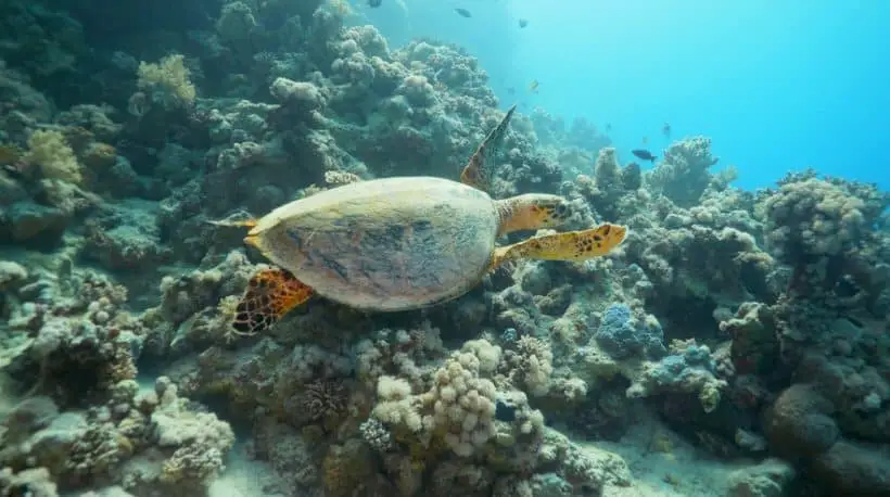 Hawksbill Turtle – Inside Saudi