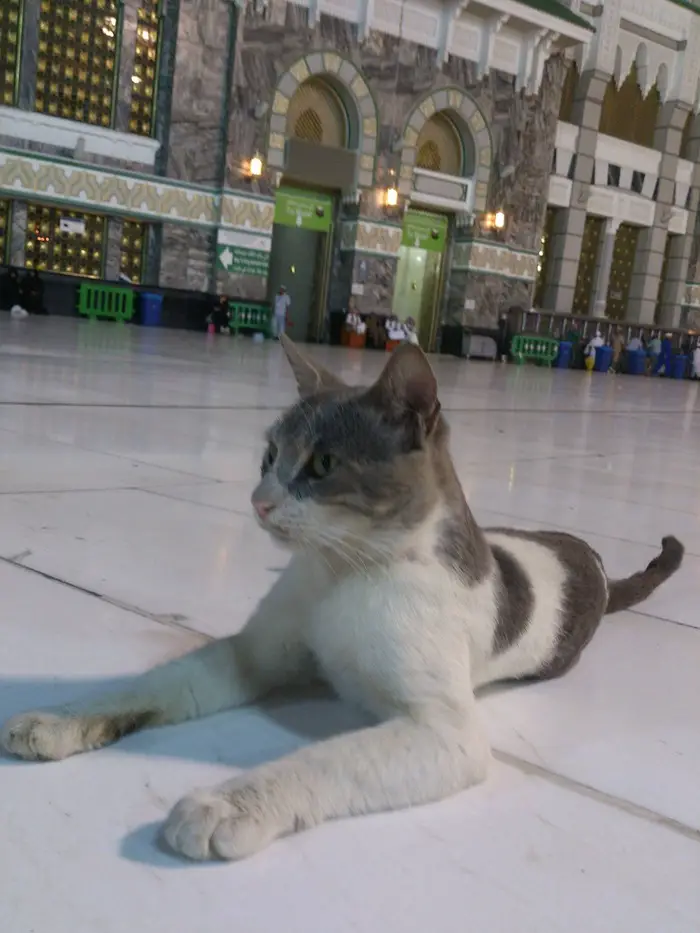 Why Are Cats In The Haram Mosque, Mecca? Inside Saudi